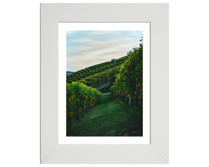 Vineyards at Serralunga Italy Photo Print - Canvas - Framed Photo Print - Hampshire Prints