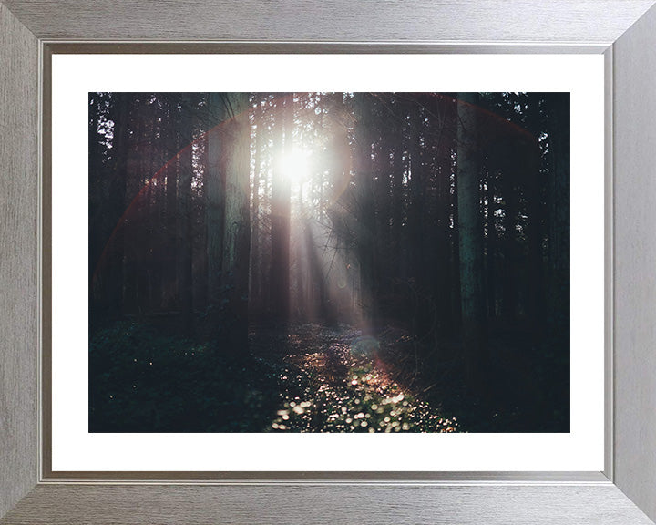 Light through the trees Lyndhurst The New Forest Hampshire Photo Print - Canvas - Framed Photo Print - Hampshire Prints