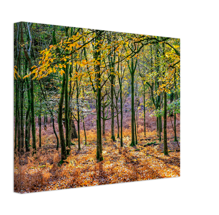 Autumn colours in Bolderwood The New Forest Hampshire Photo Print - Canvas - Framed Photo Print - Hampshire Prints