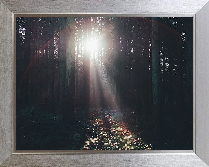 Light through the trees Lyndhurst The New Forest Hampshire Photo Print - Canvas - Framed Photo Print - Hampshire Prints