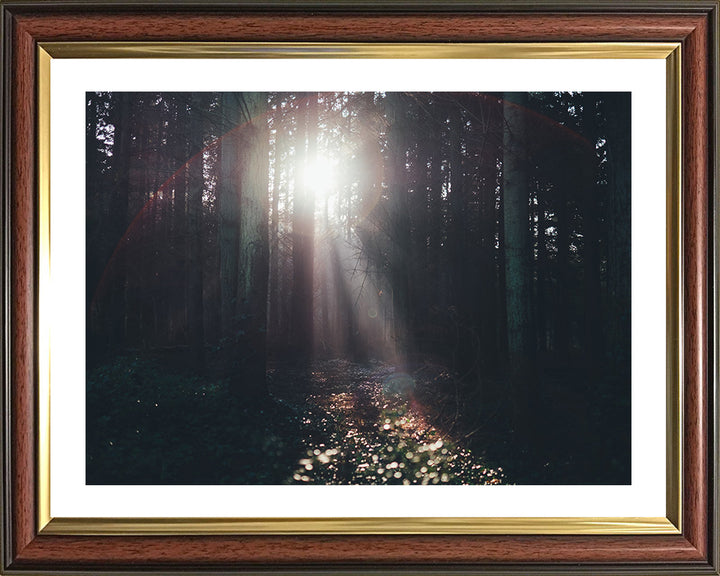 Light through the trees Lyndhurst The New Forest Hampshire Photo Print - Canvas - Framed Photo Print - Hampshire Prints