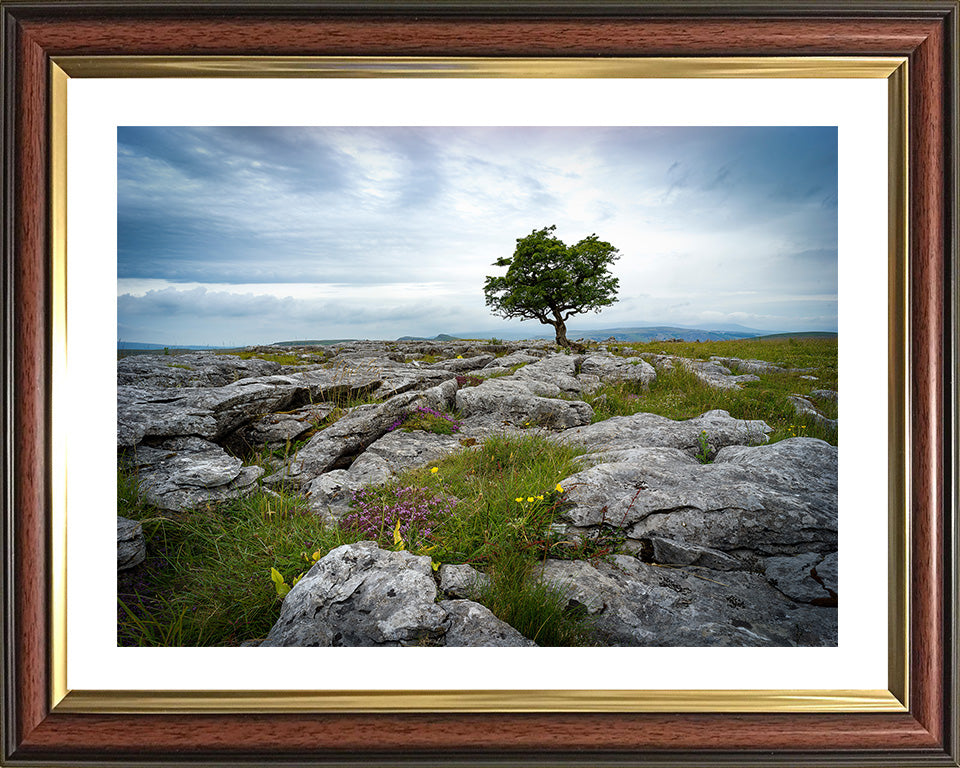 A lone tree in The Yorkshire Dales Photo Print - Canvas - Framed Photo Print - Hampshire Prints