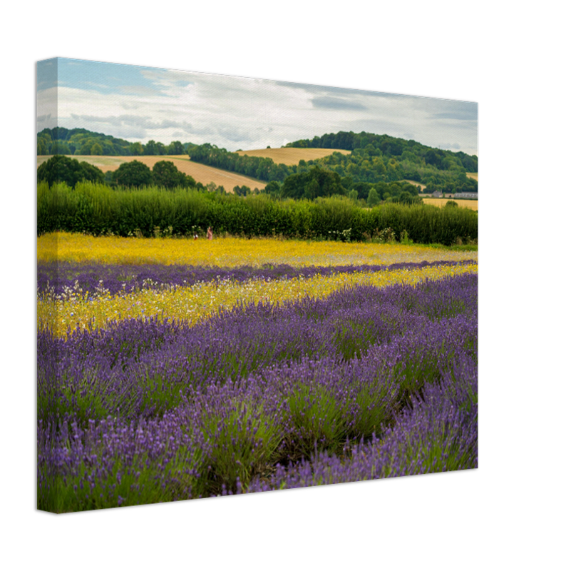 Lavender field in Alton Hampshire Photo Print - Canvas - Framed Photo Print - Hampshire Prints