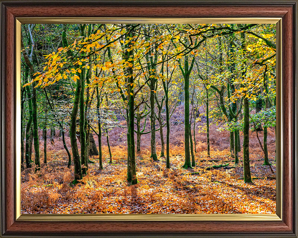 Autumn colours in Bolderwood The New Forest Hampshire Photo Print - Canvas - Framed Photo Print - Hampshire Prints