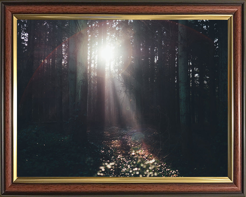 Light through the trees Lyndhurst The New Forest Hampshire Photo Print - Canvas - Framed Photo Print - Hampshire Prints