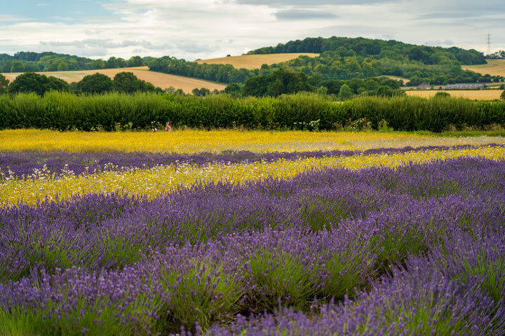 Lavender field in Alton Hampshire Photo Print - Canvas - Framed Photo Print - Hampshire Prints