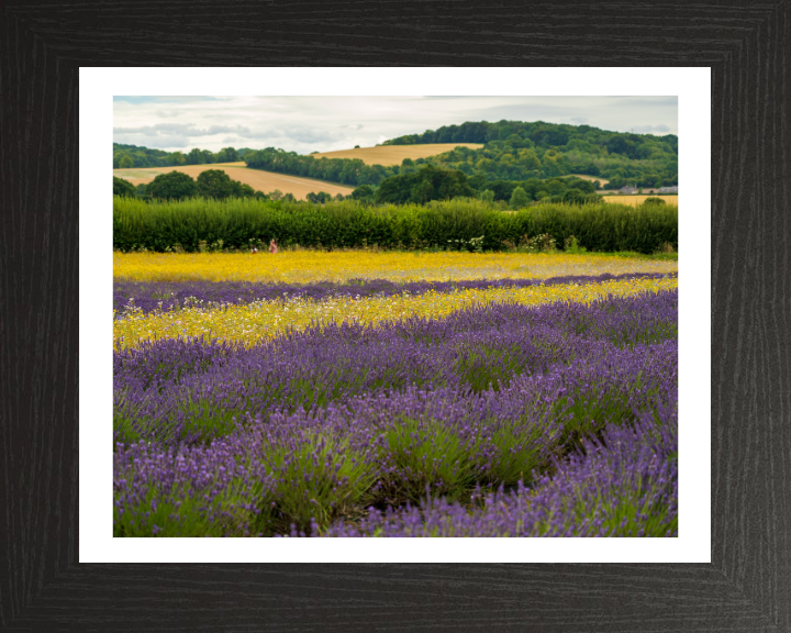 Lavender field in Alton Hampshire Photo Print - Canvas - Framed Photo Print - Hampshire Prints