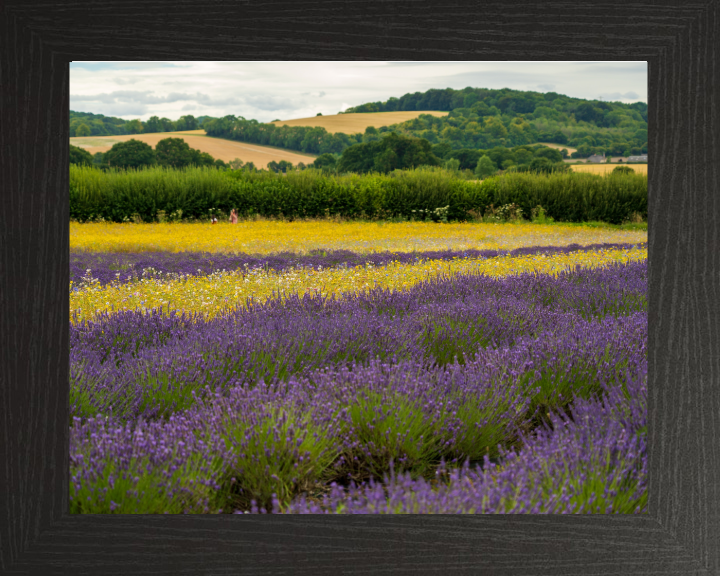 Lavender field in Alton Hampshire Photo Print - Canvas - Framed Photo Print - Hampshire Prints