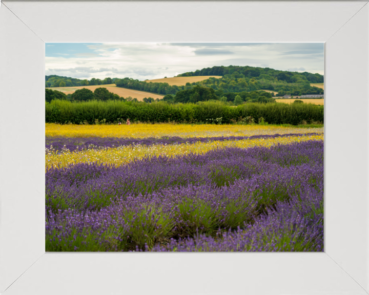 Lavender field in Alton Hampshire Photo Print - Canvas - Framed Photo Print - Hampshire Prints