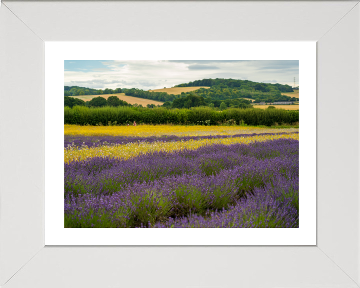 Lavender field in Alton Hampshire Photo Print - Canvas - Framed Photo Print - Hampshire Prints