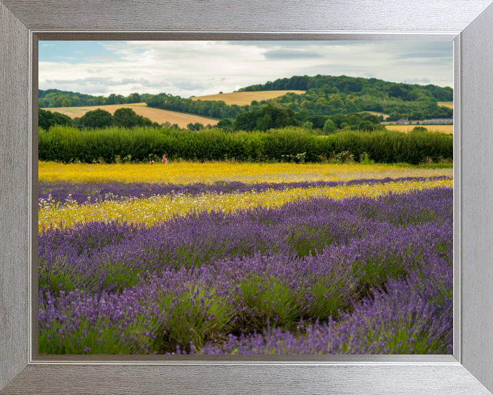 Lavender field in Alton Hampshire Photo Print - Canvas - Framed Photo Print - Hampshire Prints