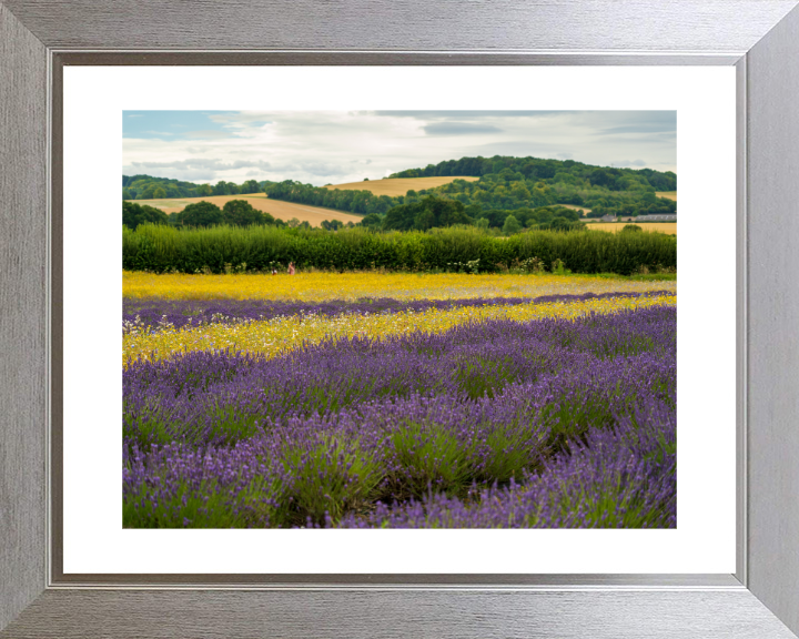 Lavender field in Alton Hampshire Photo Print - Canvas - Framed Photo Print - Hampshire Prints