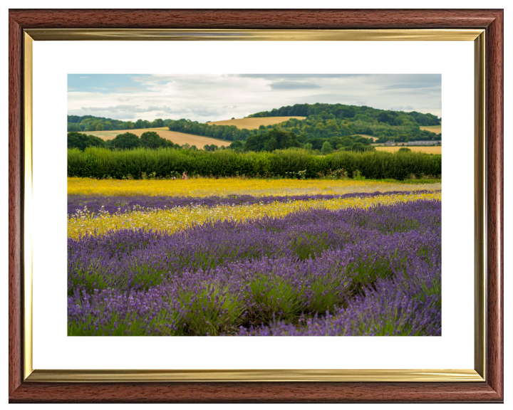 Lavender field in Alton Hampshire Photo Print - Canvas - Framed Photo Print - Hampshire Prints