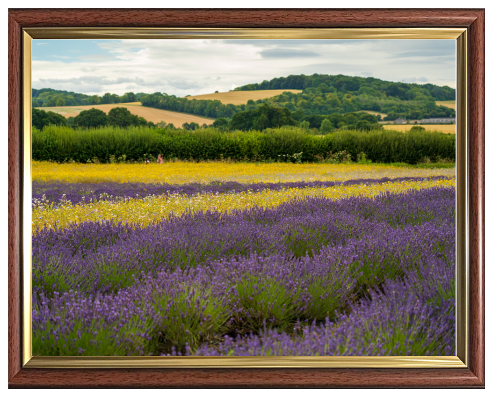 Lavender field in Alton Hampshire Photo Print - Canvas - Framed Photo Print - Hampshire Prints