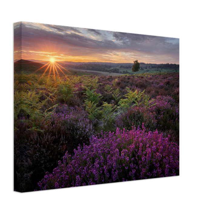 Dawn over the heather in the New forest Photo Print - Canvas - Framed Photo Print - Hampshire Prints