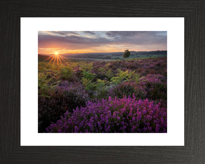 Dawn over the heather in the New forest Photo Print - Canvas - Framed Photo Print - Hampshire Prints