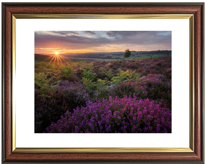 Dawn over the heather in the New forest Photo Print - Canvas - Framed Photo Print - Hampshire Prints