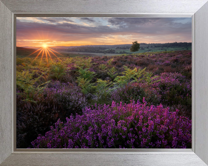 Dawn over the heather in the New forest Photo Print - Canvas - Framed Photo Print - Hampshire Prints