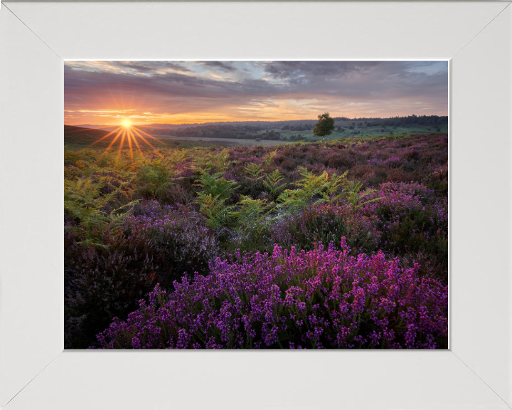 Dawn over the heather in the New forest Photo Print - Canvas - Framed Photo Print - Hampshire Prints