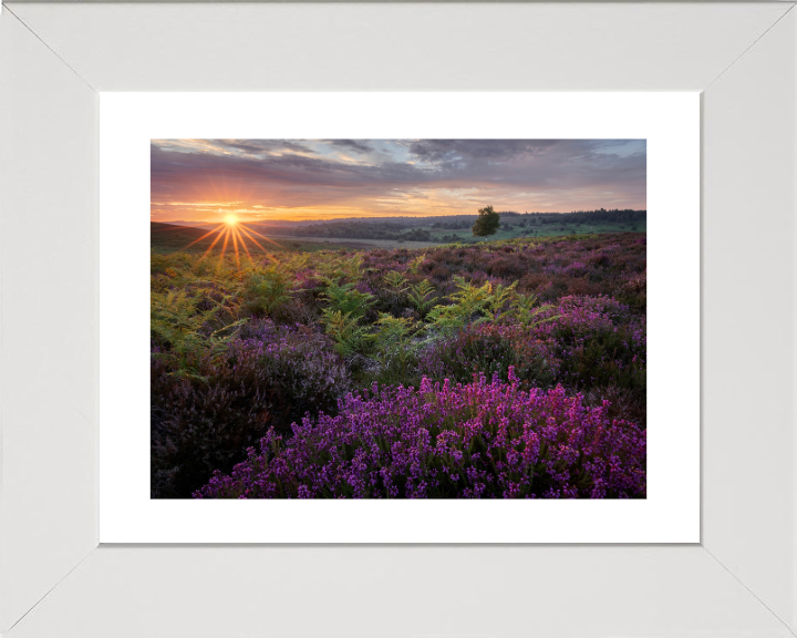 Dawn over the heather in the New forest Photo Print - Canvas - Framed Photo Print - Hampshire Prints