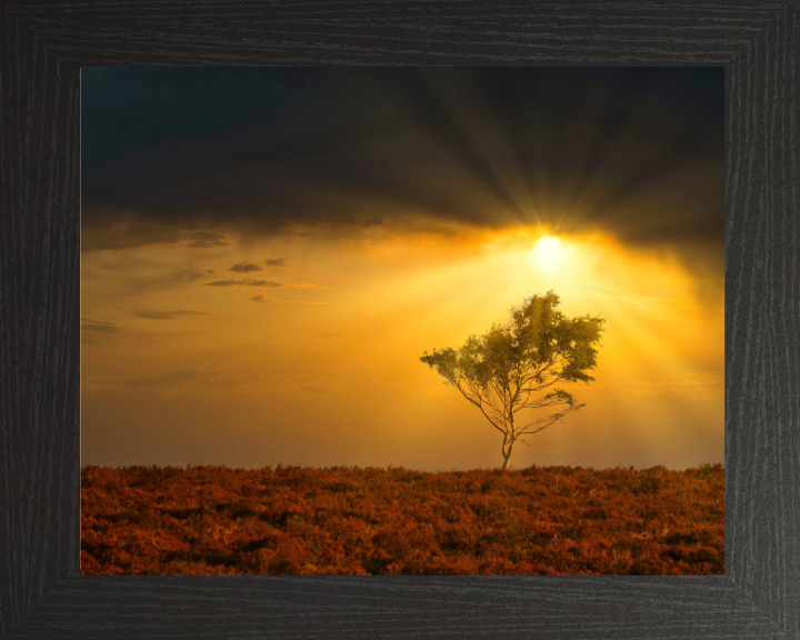 Light rays in the New Forest in Hampshire Photo Print - Canvas - Framed Photo Print - Hampshire Prints