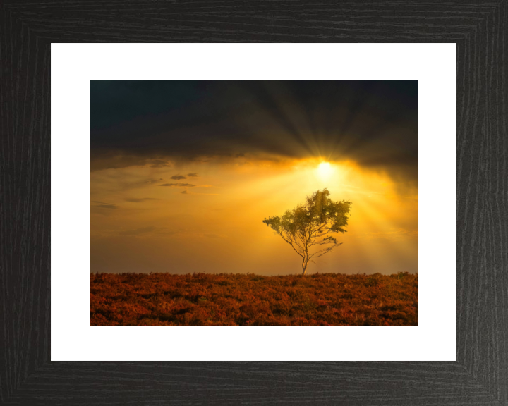 Light rays in the New Forest in Hampshire Photo Print - Canvas - Framed Photo Print - Hampshire Prints