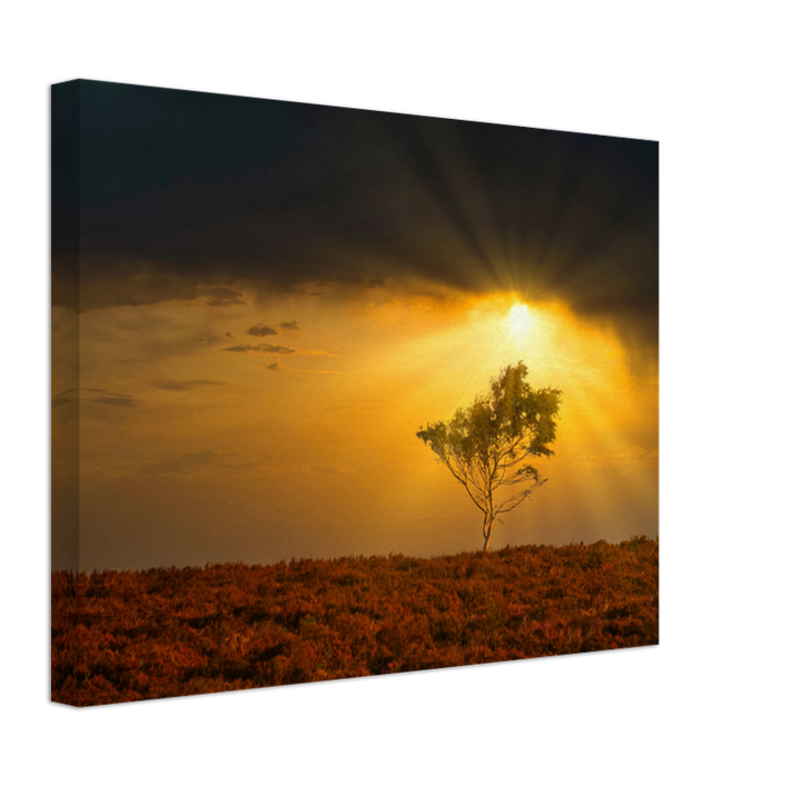 Light rays in the New Forest in Hampshire Photo Print - Canvas - Framed Photo Print - Hampshire Prints