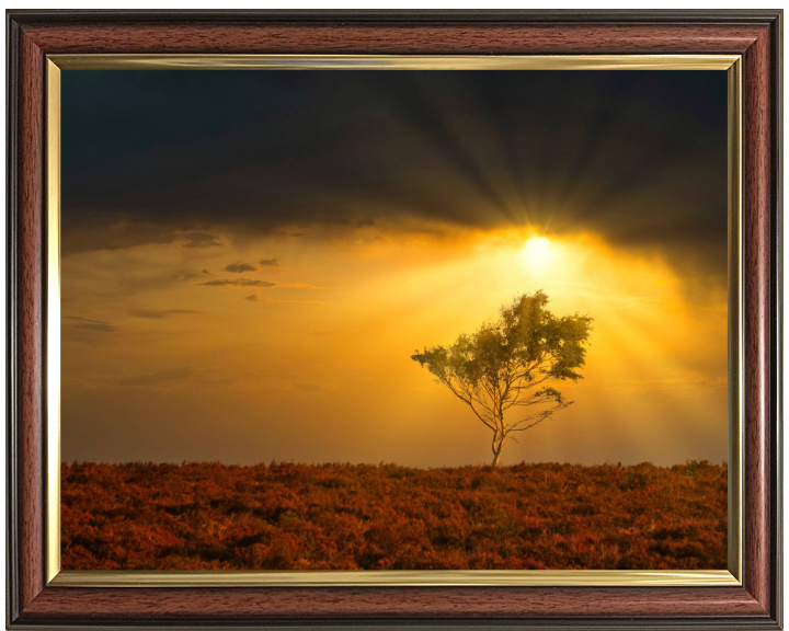 Light rays in the New Forest in Hampshire Photo Print - Canvas - Framed Photo Print - Hampshire Prints