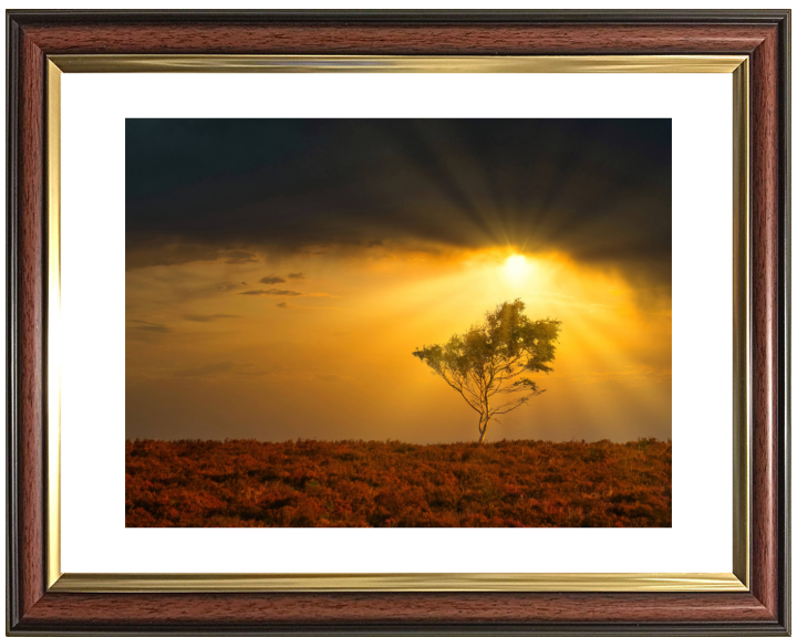 Light rays in the New Forest in Hampshire Photo Print - Canvas - Framed Photo Print - Hampshire Prints