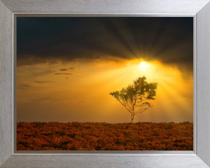 Light rays in the New Forest in Hampshire Photo Print - Canvas - Framed Photo Print - Hampshire Prints