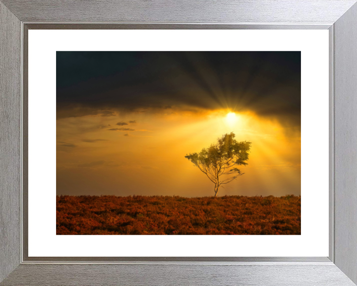 Light rays in the New Forest in Hampshire Photo Print - Canvas - Framed Photo Print - Hampshire Prints