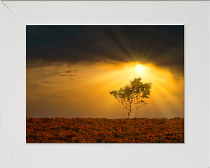 Light rays in the New Forest in Hampshire Photo Print - Canvas - Framed Photo Print - Hampshire Prints