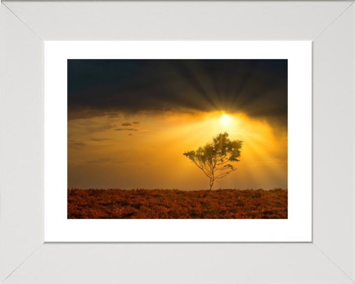 Light rays in the New Forest in Hampshire Photo Print - Canvas - Framed Photo Print - Hampshire Prints